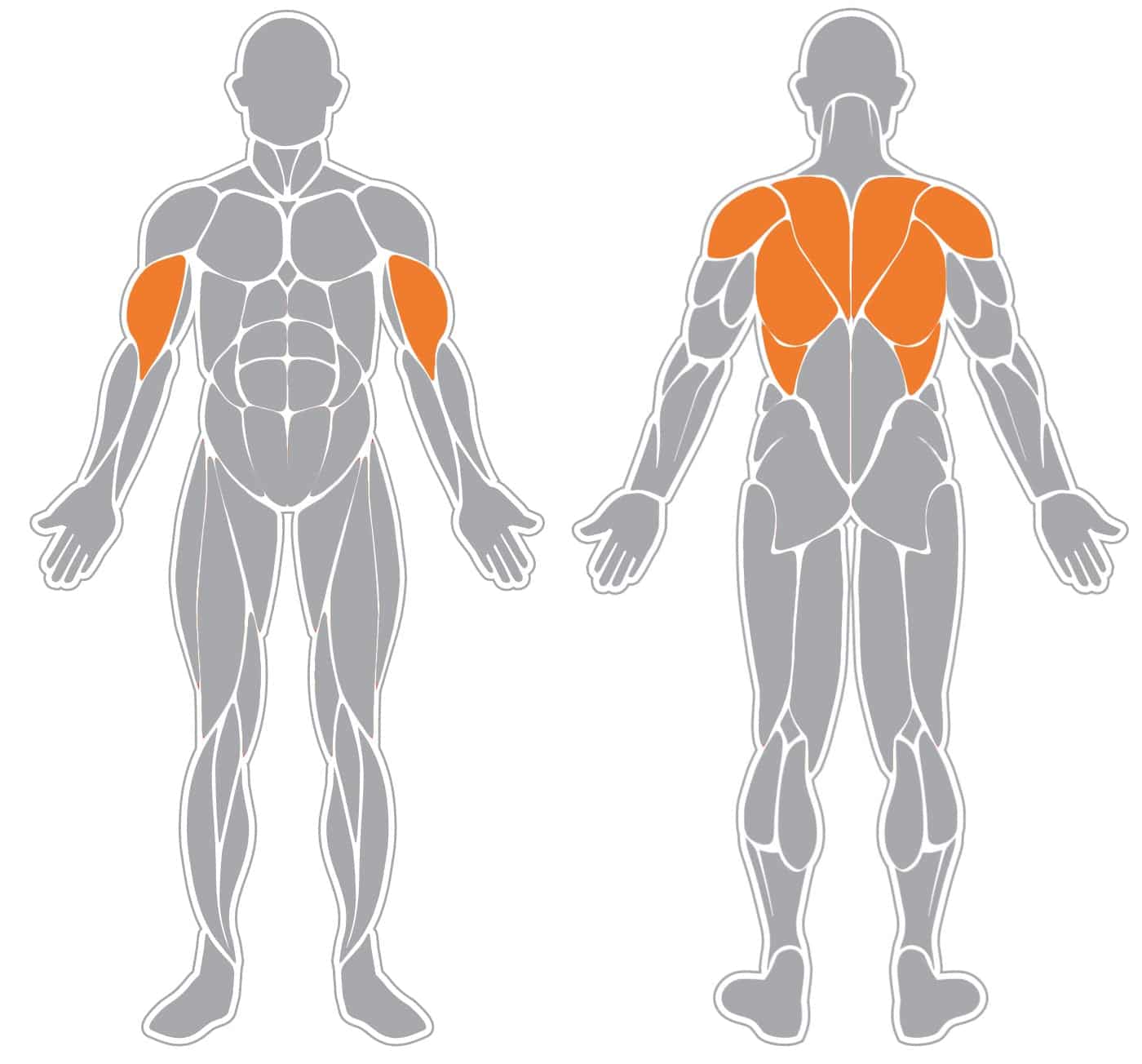 Klimmzug - richtige Ausführung, verwendete Muskeln